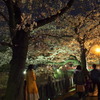 水門川の桜 7