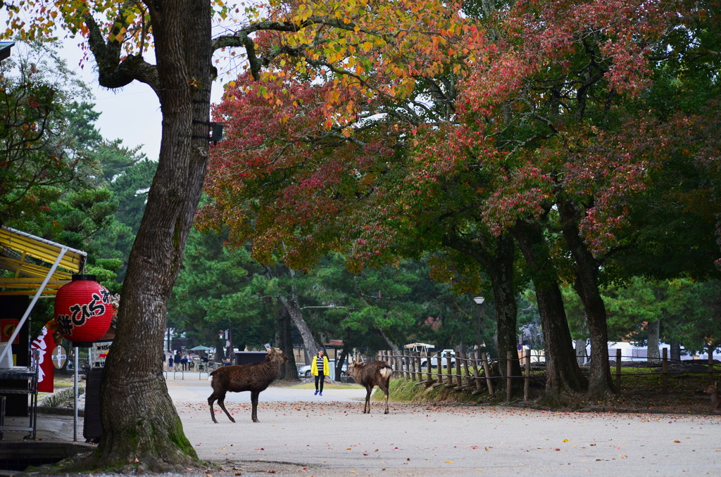 奈良公園の秋 8