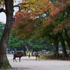 奈良公園の秋 8