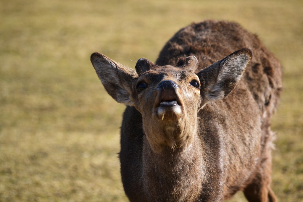 3月の奈良公園 3