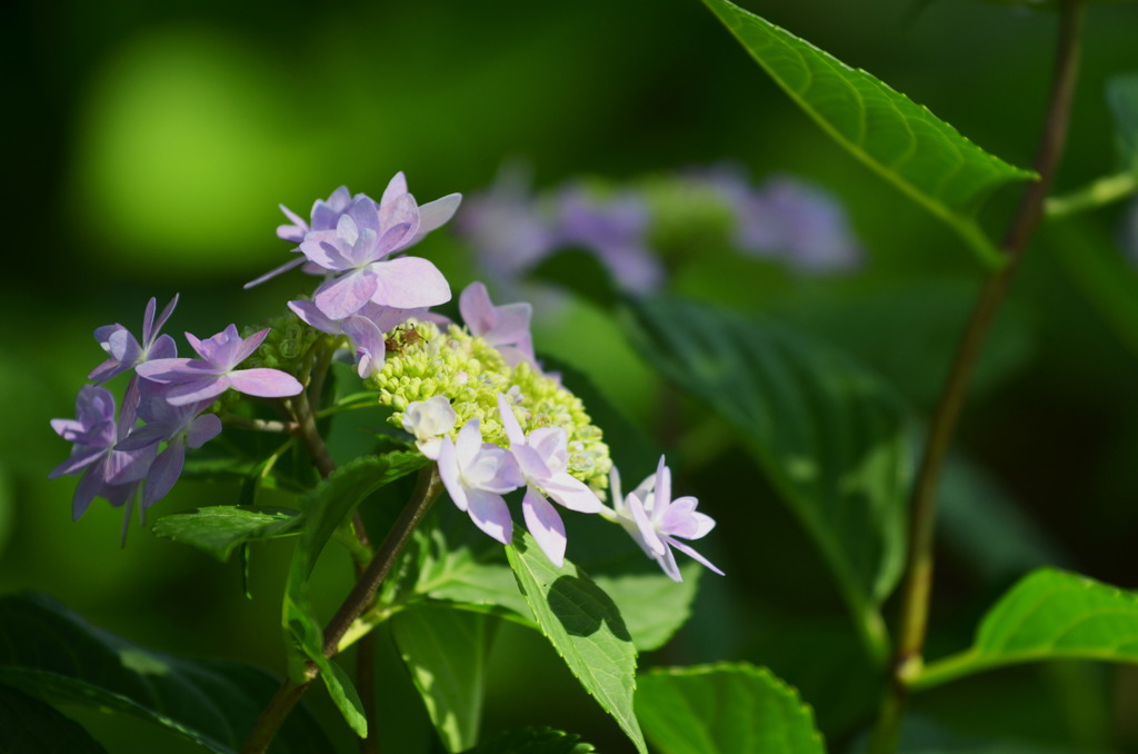 御裳神社の紫陽花 1