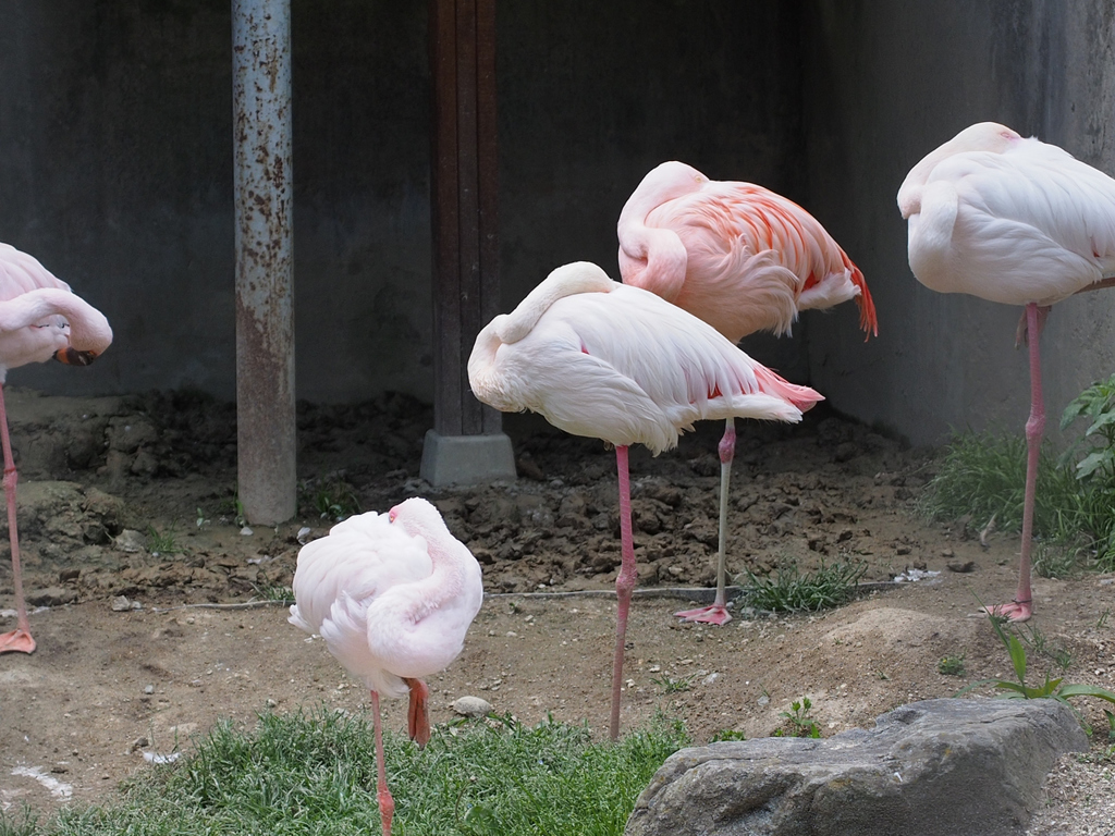飯田市立動物園　1