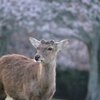 IMG_8733_dpp