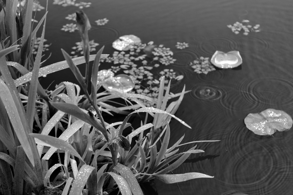 雨ふり池