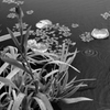 雨ふり池