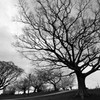 公園の樹②