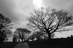 公園の樹