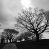 公園の樹