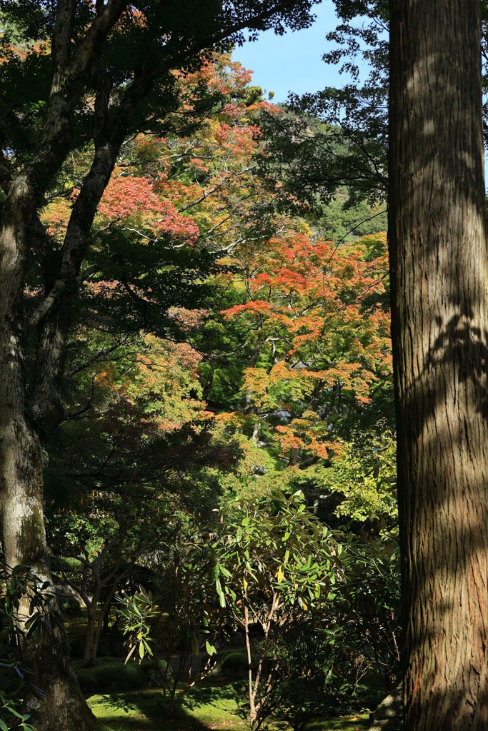 色づき始めました・・・
