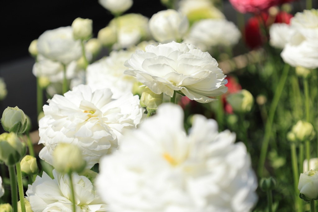 Ｗｈｉｔｅ・・・
