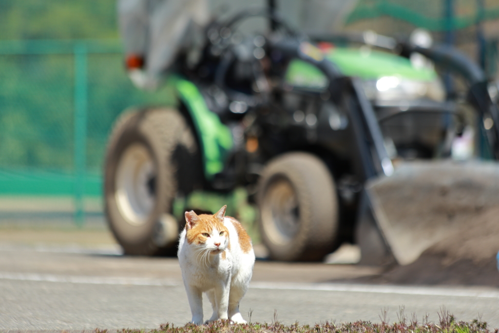 ちょっと散歩・・・