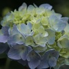 紫陽花④