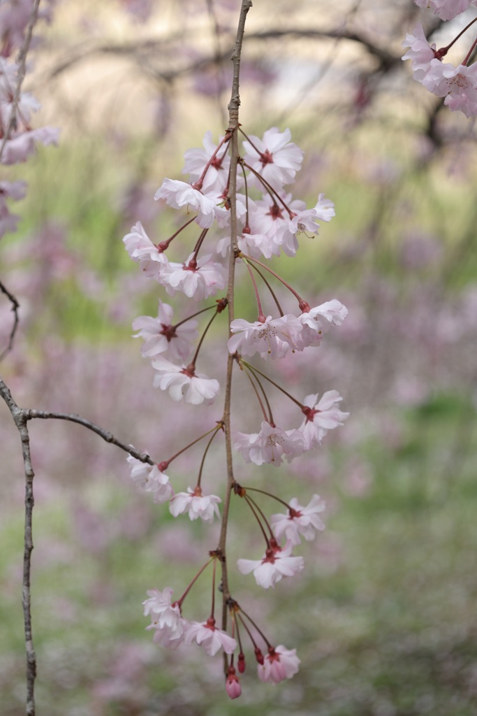枝垂桜・・・