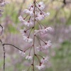 枝垂桜・・・