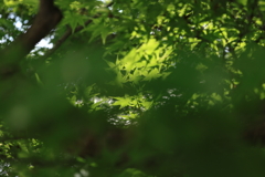 夏が近いね・・・