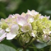 紫陽花⑤