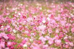 今日は風が強い・・・