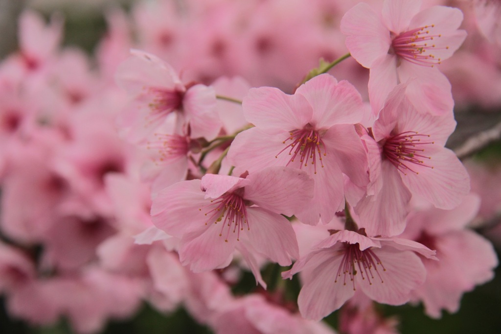 桜（3）