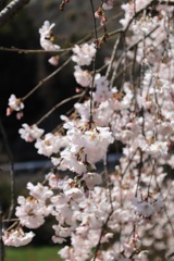 枝垂桜・・・