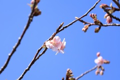 見つけた・・・