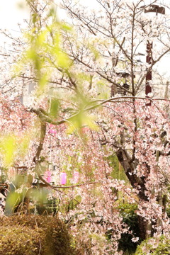桜人気やなぁ・・・ちょっと邪魔してみよ・・・