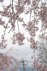 しだれ桜（2）