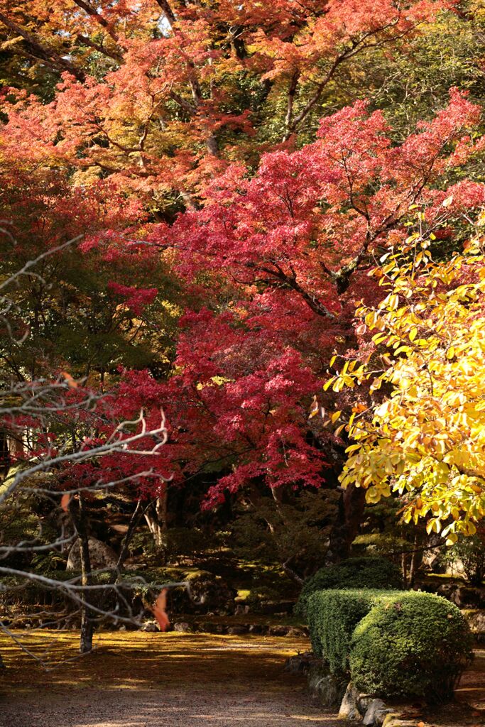 色とりどり・・・