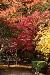 色とりどり・・・