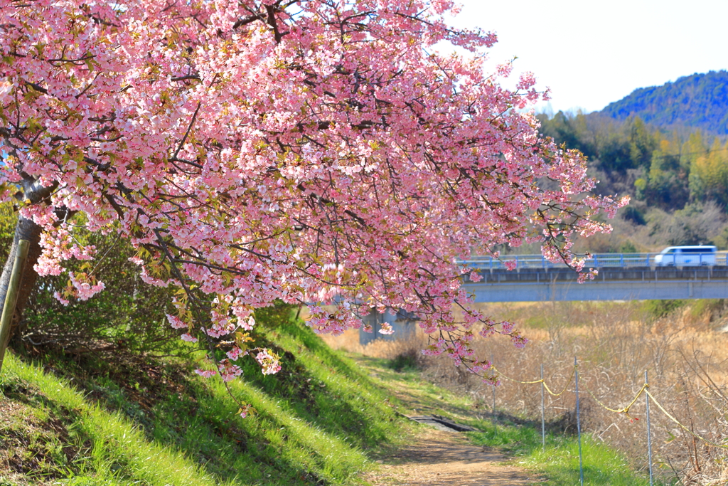河津桜・・・