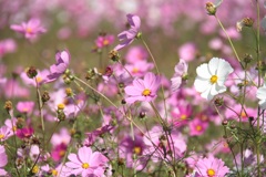 秋桜（2）
