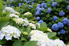 この先、紫陽花が咲くと思い出す・・・
