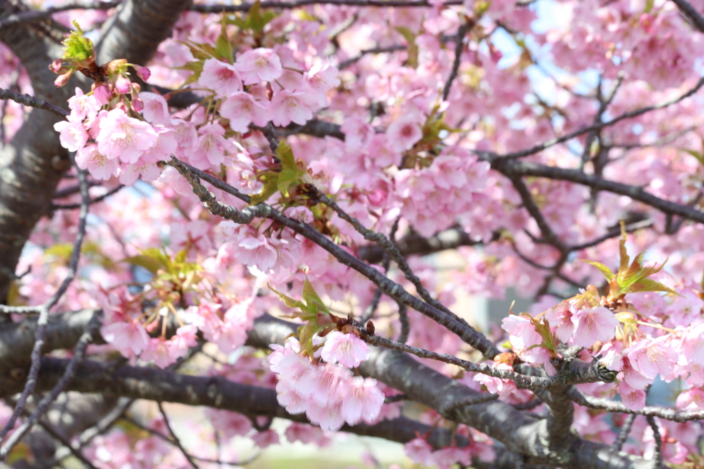 河津桜・・・②