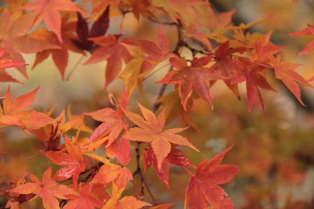 八十八番札所の紅葉④