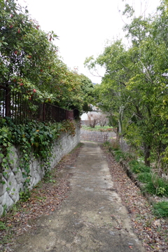 散歩道・・・
