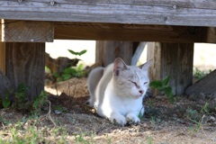 日陰にひにゃん・・・