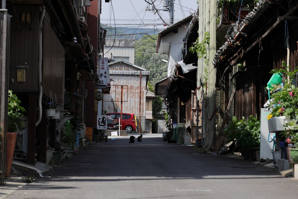 路地で猫会議・・・