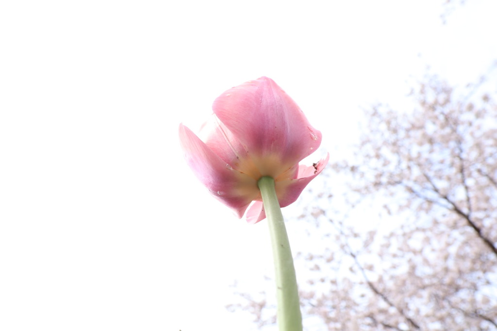 力強く・・・