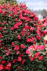 山茶花・・・