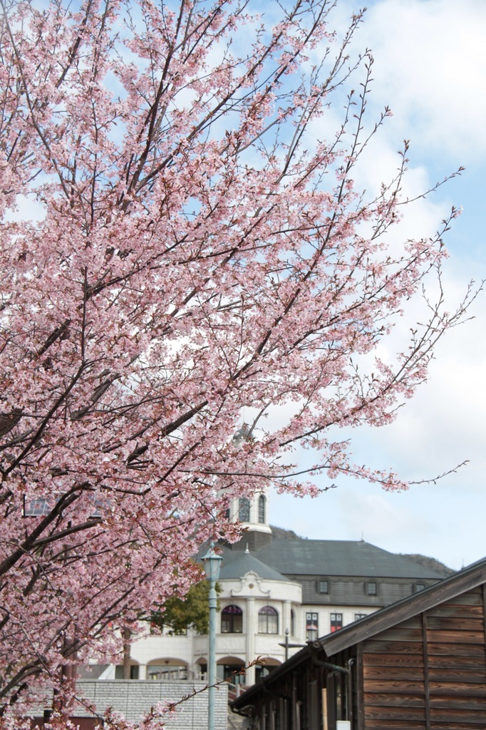 Spring has come ②
