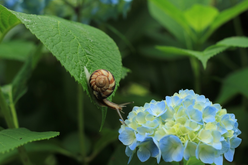 紫陽花②