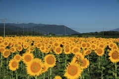夏・・・