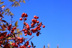 青空に映える南天・・・