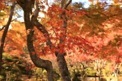 陽をうけて燃える紅葉・・・