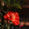 薔薇・・・③