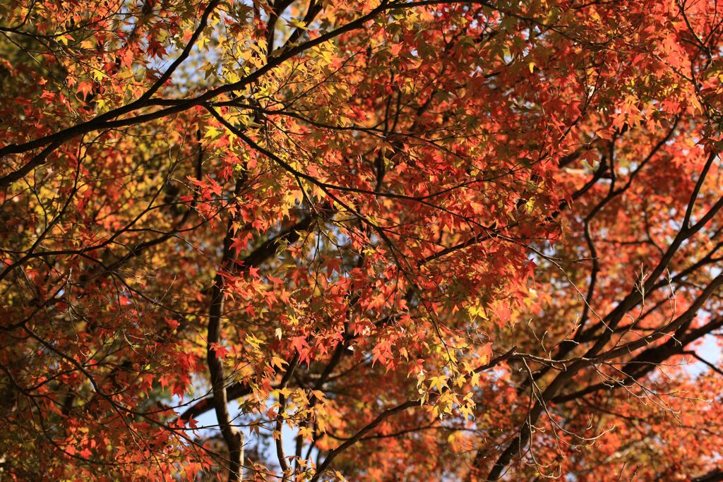 紅葉の季節がやってきました・・・