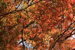 紅葉の季節がやってきました・・・