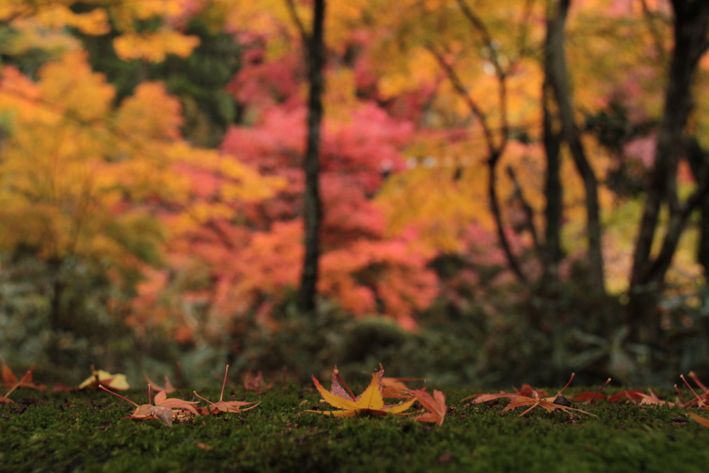 八十八番札所の紅葉②
