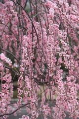 春を求めて・・・②