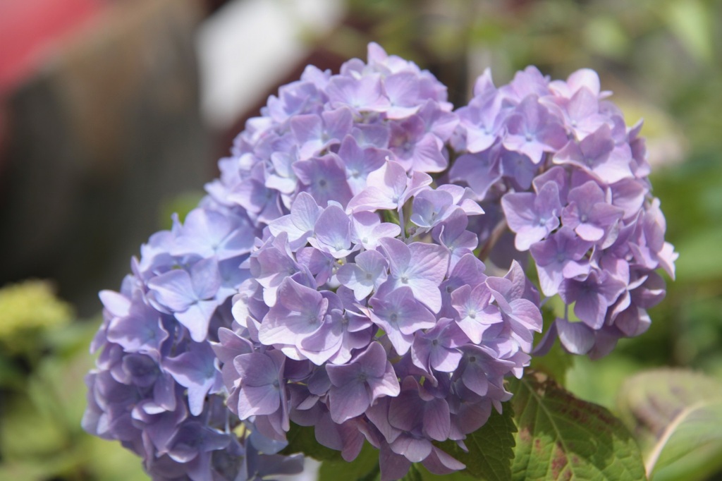 紫陽花