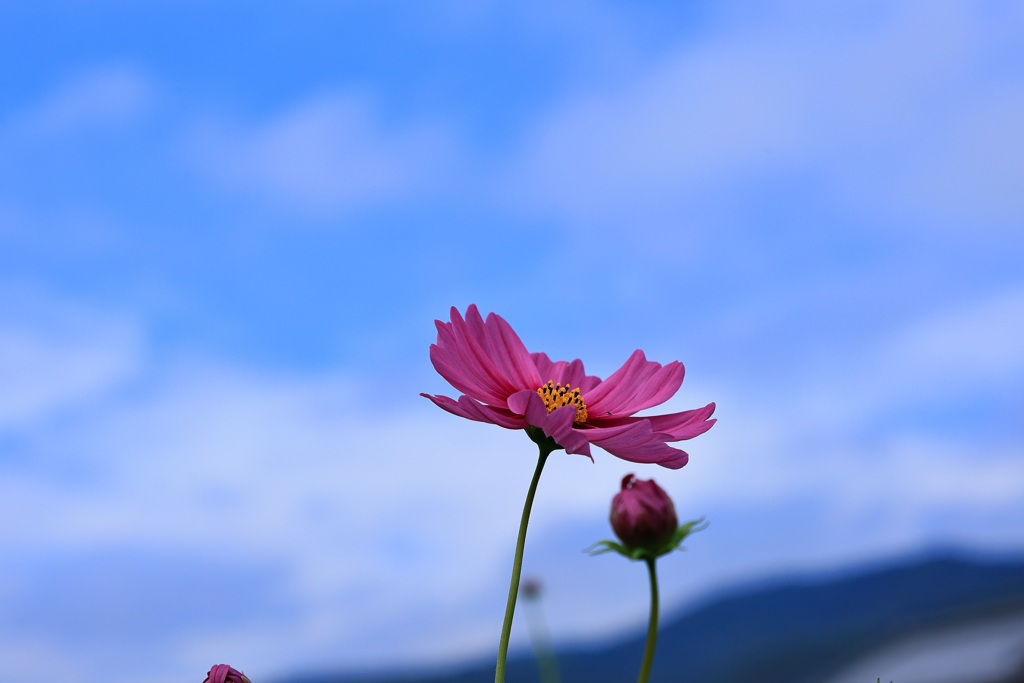 秋空に映えて・・・